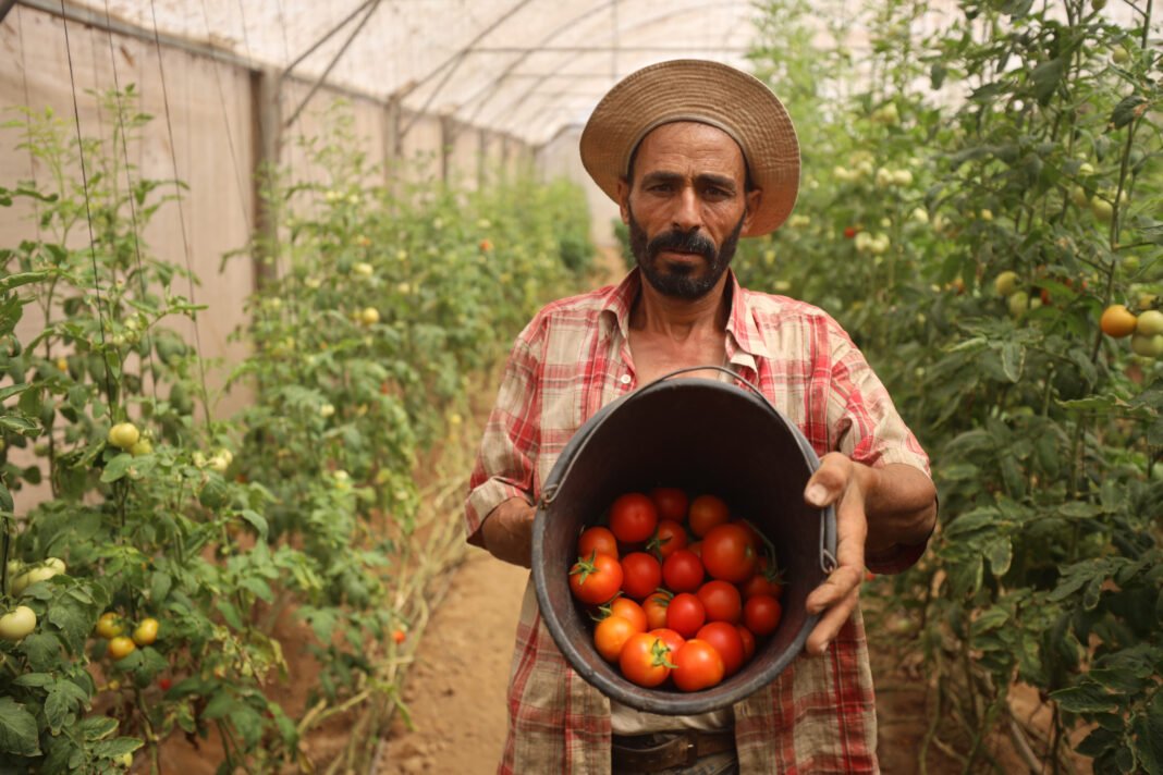 Palestinian tomato farmer, Imad Al-Muanni in Deir al-Balah, central Gaza, July 2025